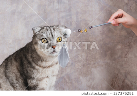 Gray cat looking at teaser toy on stick 127376291