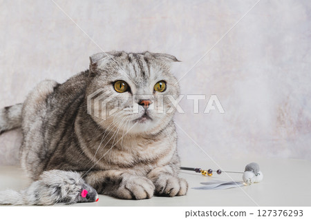 A gray cat lies next to a teaser toy on a stick and a fluffy mouse A gray cat lies next to a teaser toy on a stick and a fluffy mouse 127376293