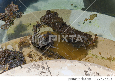 Close-up of dirty swimming pool with algae and murky water. Close-up of dirty swimming pool with algae and murky water. 127376593