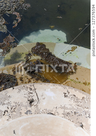Close-up of dirty swimming pool with algae and murky water. 127376594