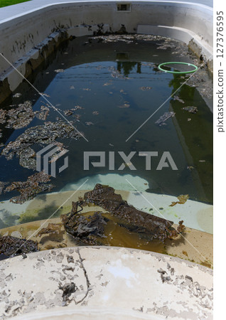 Close-up of dirty swimming pool with algae and murky water. Close-up of dirty swimming pool with algae and murky water. 127376595