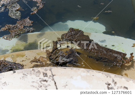 Close-up of a swimming pool with algae, dirty steps, and murky, stagnant water. Close-up of a swimming pool with algae, dirty steps, and murky, stagnant water. 127376601