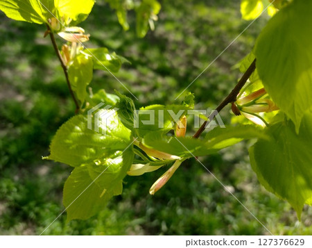 Linden leaves on a branch in early summer. 127376629