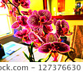 orchid flowers on a table 127376630