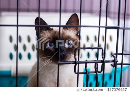 A Siamese cat sits in a cage, curiously gazing at the camera 127376657