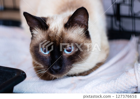 A siamese cat with blue eyes is relaxing on a white towel A siamese cat with blue eyes is relaxing on a white towel 127376658