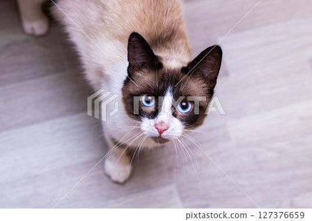 A brown and white cat with striking blue eyes gazes up at the camera A brown and white cat with striking blue eyes gazes up at the camera 127376659
