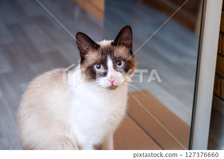 A snowshoe cat is standing gracefully in front of a mirror A snowshoe cat is standing gracefully in front of a mirror 127376660