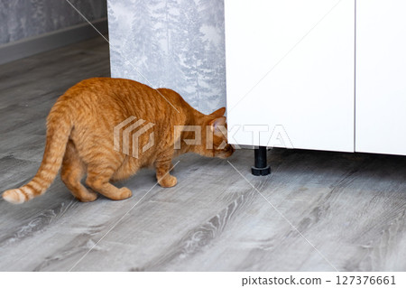 An orange cat is curiously sniffing a white cabinet on a wooden floor An orange cat is curiously sniffing a white cabinet on a wooden floor 127376661