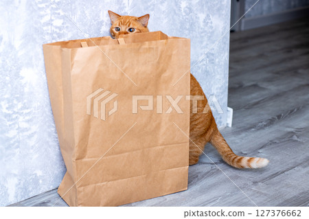 A curious little cat is peeking out of a typical brown paper bag A curious little cat is peeking out of a typical brown paper bag 127376662