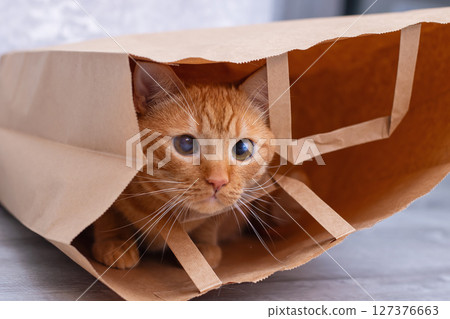 A curious cat is peeking out from inside a brown paper bag A curious cat is peeking out from inside a brown paper bag 127376663