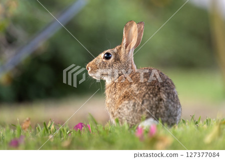 Wild rabbit in nature. Grey small hare eating grass on Florida backyard 127377084