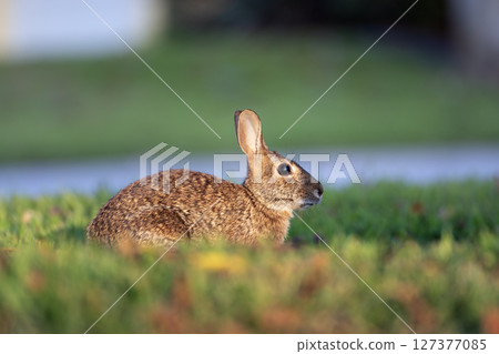 Wild rabbit in nature. Grey small hare eating grass on Florida backyard Wild rabbit in nature. Grey small hare eating grass on Florida backyard 127377085