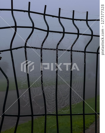Morning dew clings to spider webs on a fence in a misty park during early hours of the day 127377328
