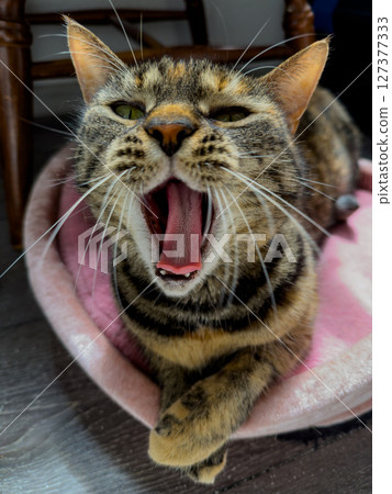 Cat yawning while resting comfortably in a soft bed during the afternoon indoors 127377333