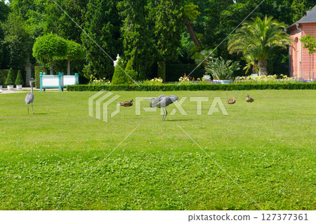 Beautiful garden with a flowerbed and the Grey Heron on green meadow. 127377361