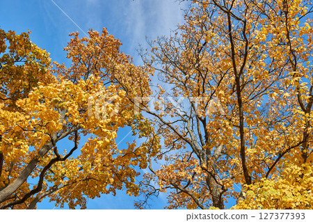 Autumn forest trees, leaves 127377393