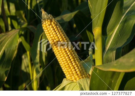 A single ear of corn is showcased among green leaves in a field as the warm sunlight casts a golden hue across the landscape A single ear of corn is showcased among green leaves in a field as the warm sunlight casts a golden hue across the landscape 127377827