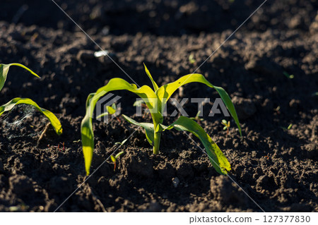 Bright green corn sprouts are breaking through the dark soil, showcasing growth in a vibrant agricultural field on a sunny day 127377830