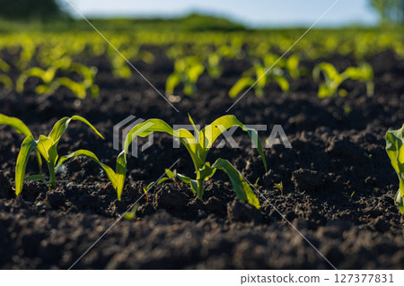 Young corn plants sprout energetically from rich black soil as sunlight enhances the verdant landscape of the field 127377831