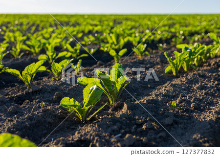 Sugar beet plants grow vigorously in a lush field under a clear sky, stretching toward the sun as they develop 127377832