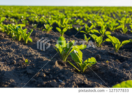 Bright green sugar beet plants thrive in a well-tended field illuminated by morning sunlight, showcasing healthy growth 127377833