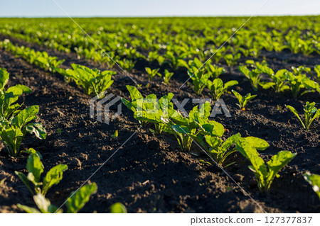 Young sugar beet plants thrive in well-tilled soil, lined in neat rows, illuminated by warm sunlight in a vast agricultural landscape Young sugar beet plants thrive in well-tilled soil, lined in neat rows, illuminated by warm sunlight in a vast agricultural landscape 127377837