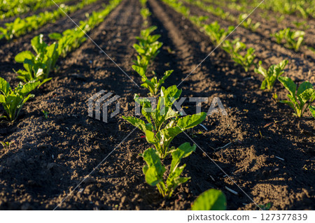 Rows of young sugar beet plants thrive in dark rich soil under bright sunlight in a vibrant agricultural landscape Rows of young sugar beet plants thrive in dark rich soil under bright sunlight in a vibrant agricultural landscape 127377839