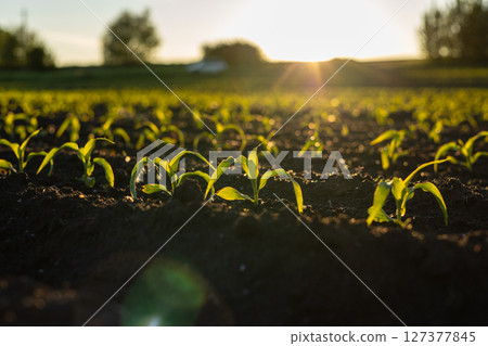 Young corn plants emerge from dark soil, basking in the golden light of the setting sun in a tranquil agricultural landscape Young corn plants emerge from dark soil, basking in the golden light of the setting sun in a tranquil agricultural landscape 127377845