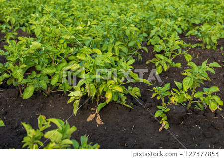 Vibrant potato plants grow densely in a rural field, highlighting their lush green leaves and healthy development in rich soil Vibrant potato plants grow densely in a rural field, highlighting their lush green leaves and healthy development in rich soil 127377853