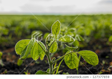 Vibrant soybean plant with lush foliage thrives in rich soil, capturing the essence of agricultural growth in the countryside 127377859