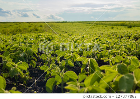 Rows of vibrant soybean plants stretch across a vast field, basking in sunlight on a clear day with a few clouds Rows of vibrant soybean plants stretch across a vast field, basking in sunlight on a clear day with a few clouds 127377862