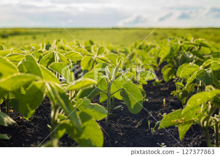 Soybean plants thrive in a well-tended field, showcasing rich greenery and healthy growth as sunlight bathes the landscape 127377863