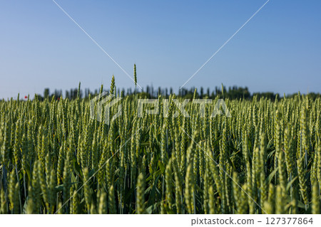 Fields of wheat grow tall and lush, waving gently in the breeze, beneath a vast blue sky, showcasing nature's abundance 127377864