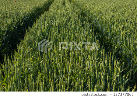 Lush green wheat grows in neat rows, showing the texture of the stalks and the path created by farm machinery under a sunny sky 127377865