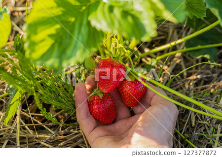 Hand reaches for ripe, juicy strawberries nestled among green foliage, showcasing the sweetness of a healthy harvest in warm sunlight 127377872