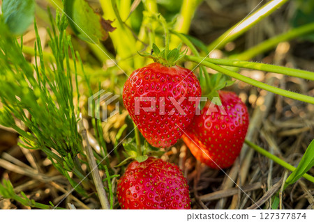 Juicy strawberries hang from the green plants, reflecting their freshness and ripeness on a sunny day during harvest season 127377874