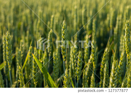 Vibrant green wheat stalks stand tall under the early morning sunlight, creating a serene atmosphere in the countryside Vibrant green wheat stalks stand tall under the early morning sunlight, creating a serene atmosphere in the countryside 127377877