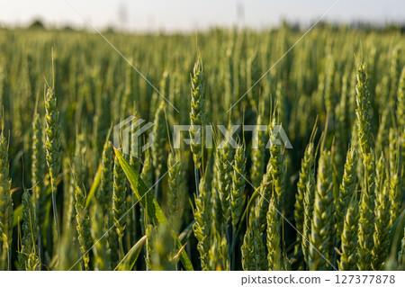 Rows of vibrant green wheat plants thrive under the soft light of the setting sun in a tranquil countryside setting Rows of vibrant green wheat plants thrive under the soft light of the setting sun in a tranquil countryside setting 127377878