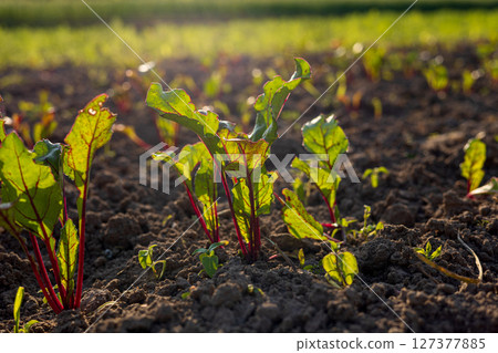 Young sugar beet plants rise from dark soil, illuminated by warm sunlight, showcasing healthy growth in a lush agricultural field 127377885