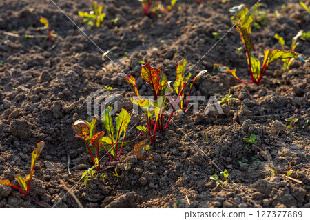 Young sugar beet plants thrive in well-prepared soil, soaking up sunlight in a fertile field during the day 127377889