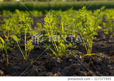 A lush patch of organic carrots thrives in rich soil under bright sunlight, showcasing healthy growth and vibrant greenery A lush patch of organic carrots thrives in rich soil under bright sunlight, showcasing healthy growth and vibrant greenery 127377895