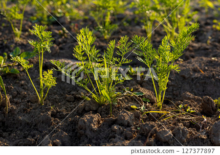 Bright green carrot tops emerge from nutrient-rich soil, symbolizing freshness in organic farming and healthy eating practices Bright green carrot tops emerge from nutrient-rich soil, symbolizing freshness in organic farming and healthy eating practices 127377897