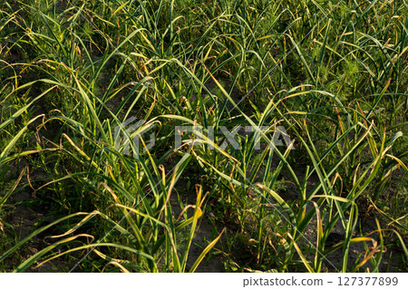 Healthy garlic plants thrive in a lush field under bright sunlight, displaying their characteristic long green leaves and flourishing growth 127377899