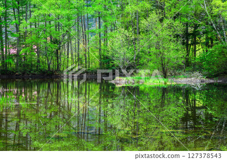 [Norikura Highlands] Fresh greenery at Chidori Pond [Matsumoto City] 127378543