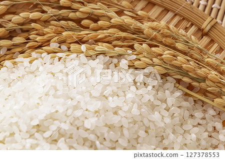 Japan's staple food, white rice and rice ears Japan's staple food, white rice and rice ears 127378553
