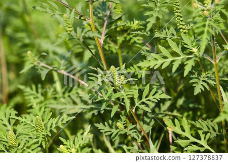 Ragweed closeup, common allergy plant 127378837