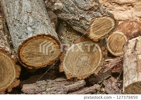 Big wooden logs of a tree cut down Big wooden logs of a tree cut down 127378850