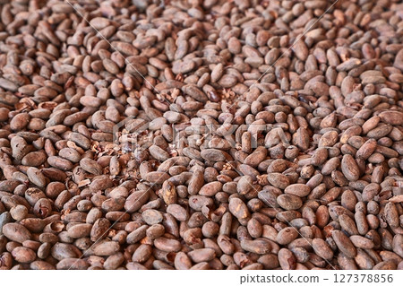 Cocoa beans picked by hand Cocoa beans picked by hand 127378856