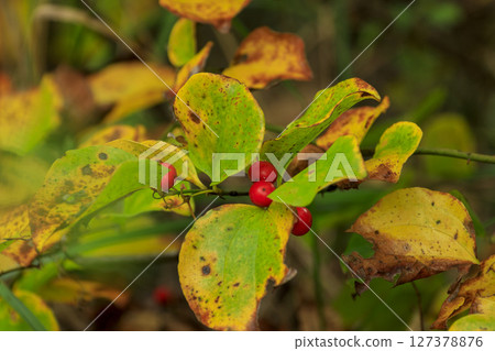 秋季森林風光：鋸緣紅鼠尾草的紅色漿果和枯葉 127378876